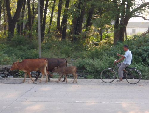 Bovine family going home from the field.